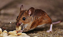 24 Hour & Emergency Exterminators in Sherwood, AR